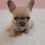 Thumbnail: Milo-French Bulldog (1420)