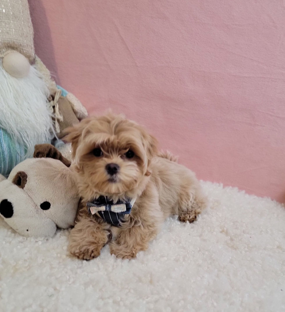 Thumbnail: Andy -Maltipoo (1409)