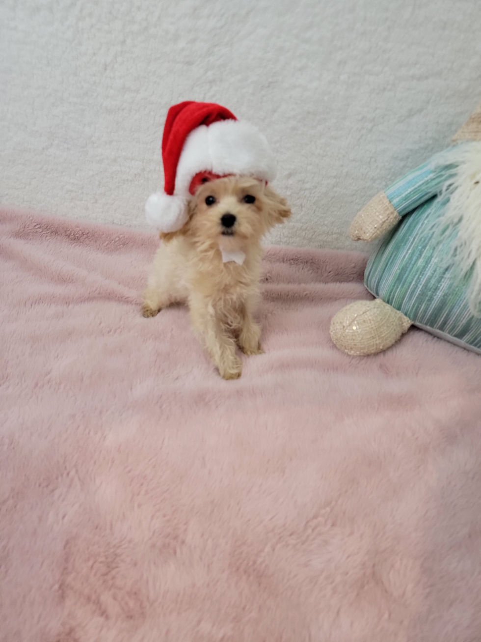 Thumbnail: Angel - Maltipoo(1200)
