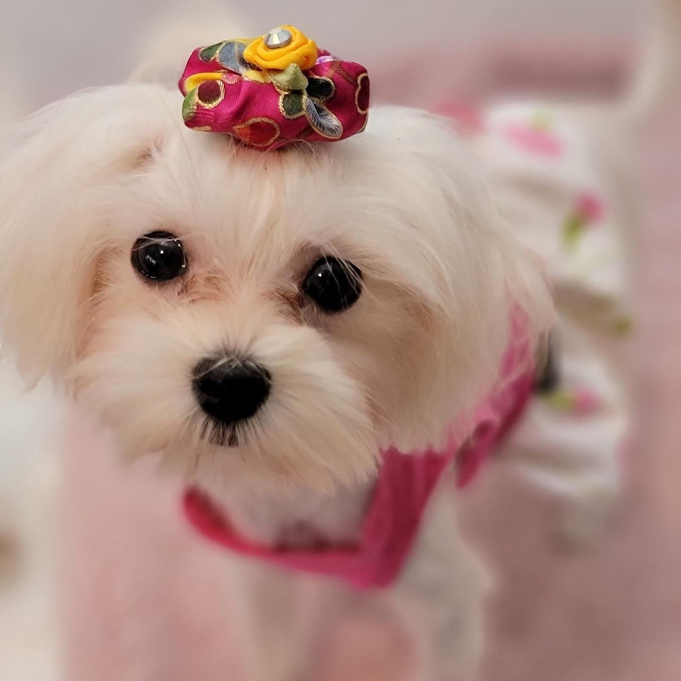 Thumbnail: Bailey -Maltipoo (1186)