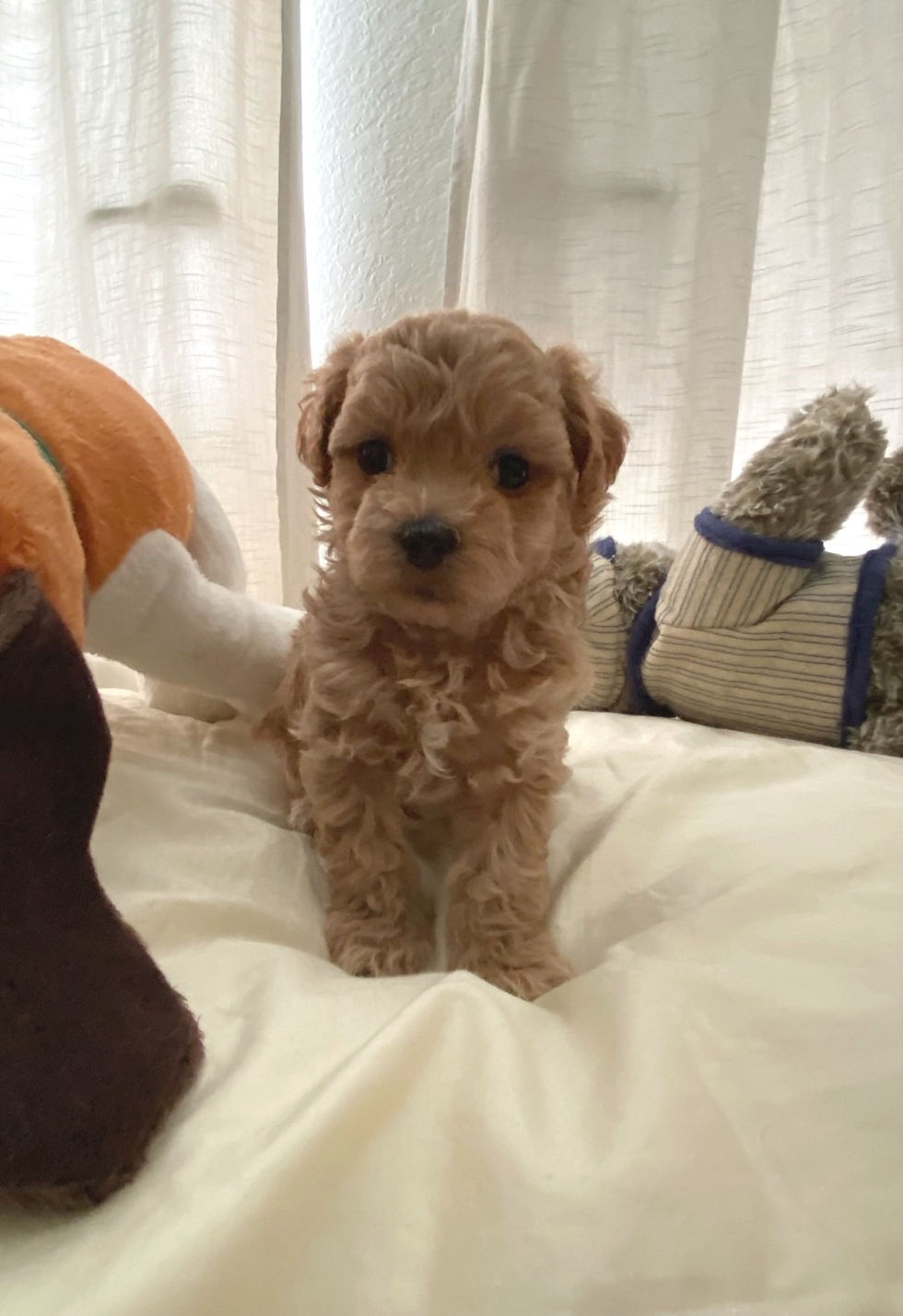 Thumbnail: Henry-Maltipoo(1394)
