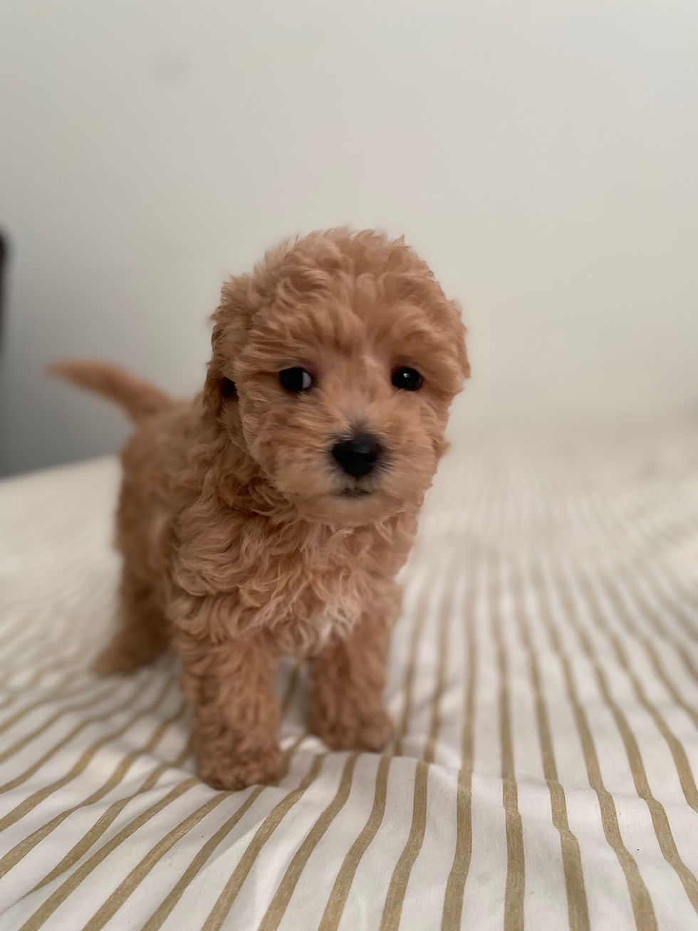 Thumbnail: Rex-Maltipoo(1440)