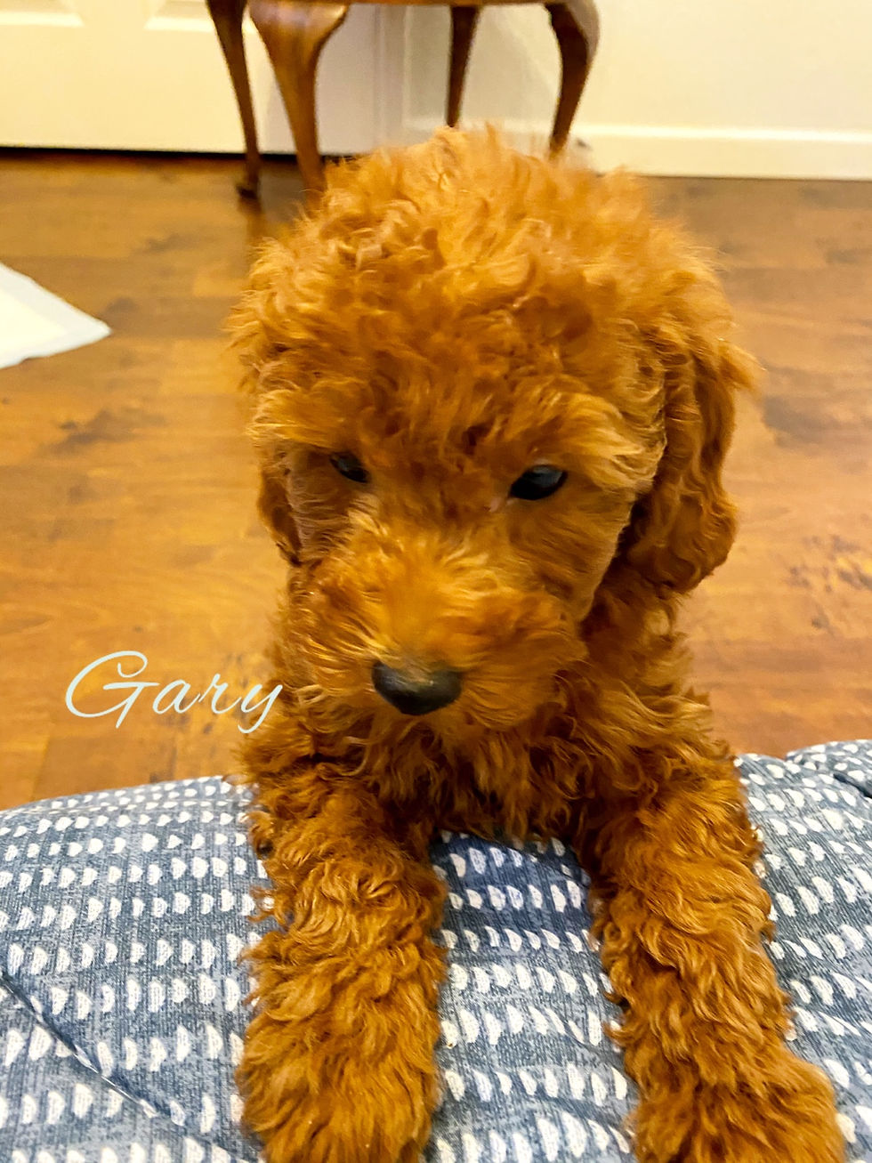 Thumbnail: AKC Gary-Toy Poodle(1134)