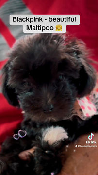 Thumbnail: Blackpink  -Maltipoo (1061)