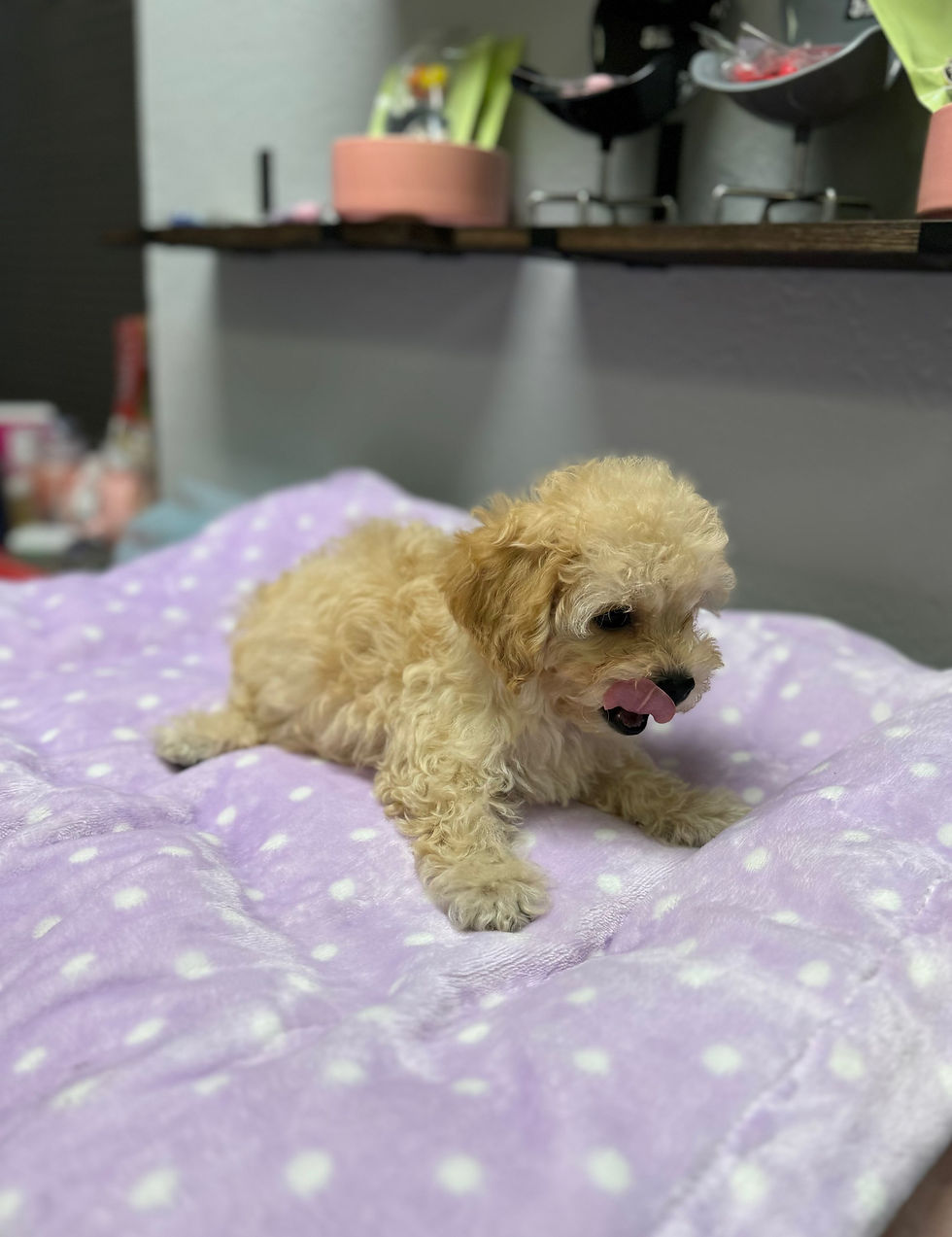 Thumbnail: Rocky-Maltipoo  (1019)