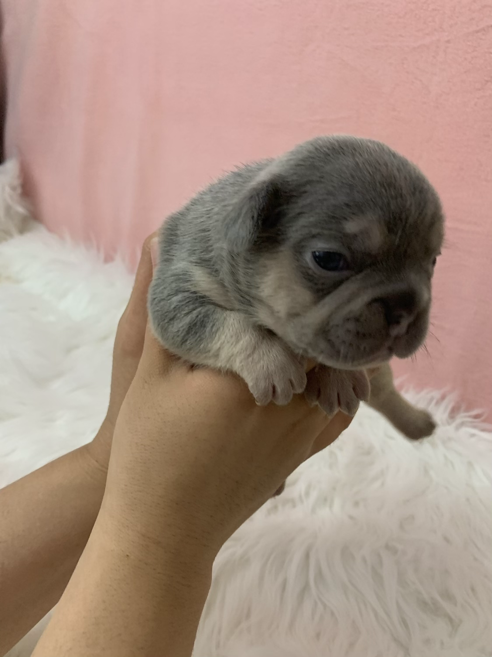 Thumbnail: Diamond-French Bulldog (1170)