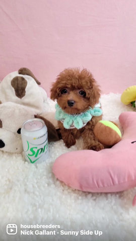 Thumbnail: Benji -tiny   poodle (1390)