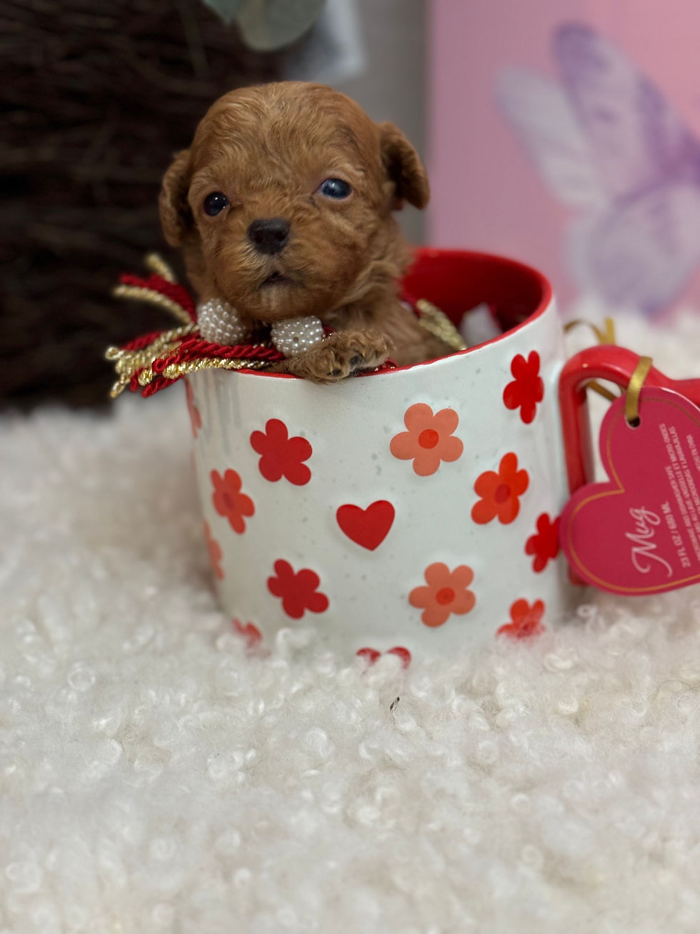 Thumbnail: Coco Chanel - mini maltipoo (1075)