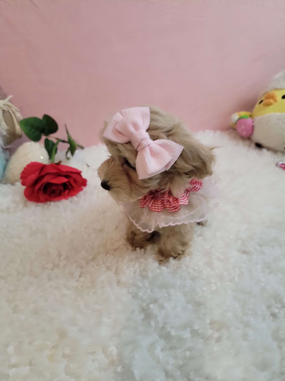 Thumbnail: Dolly -Maltipoo (1402)