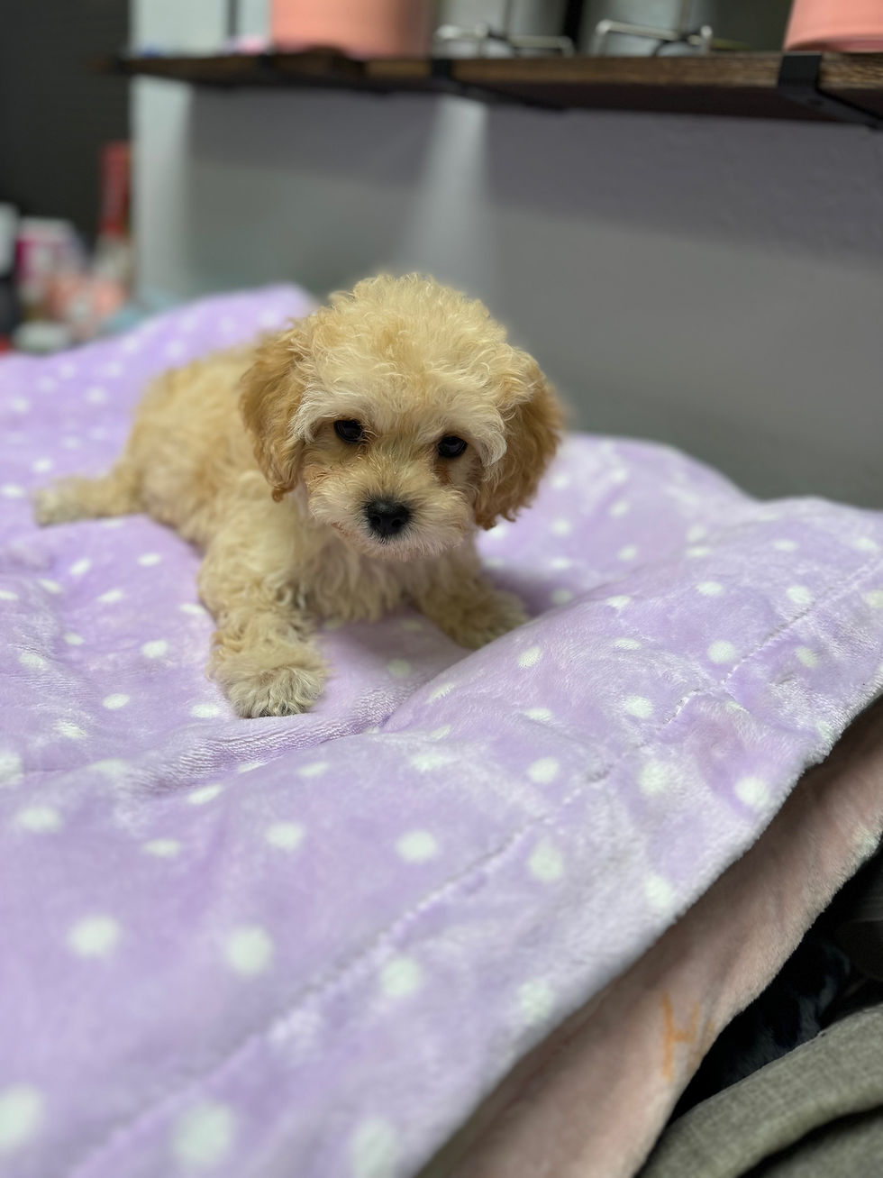 Thumbnail: Rocky-Maltipoo  (1019)
