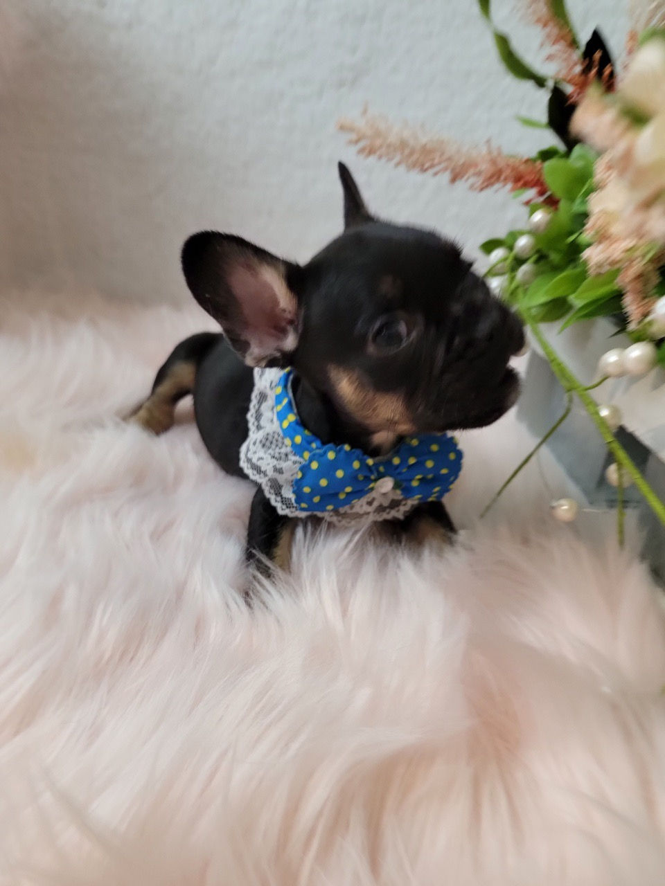 Thumbnail: Lucky-  French Bulldog fluffy carrier (1223)