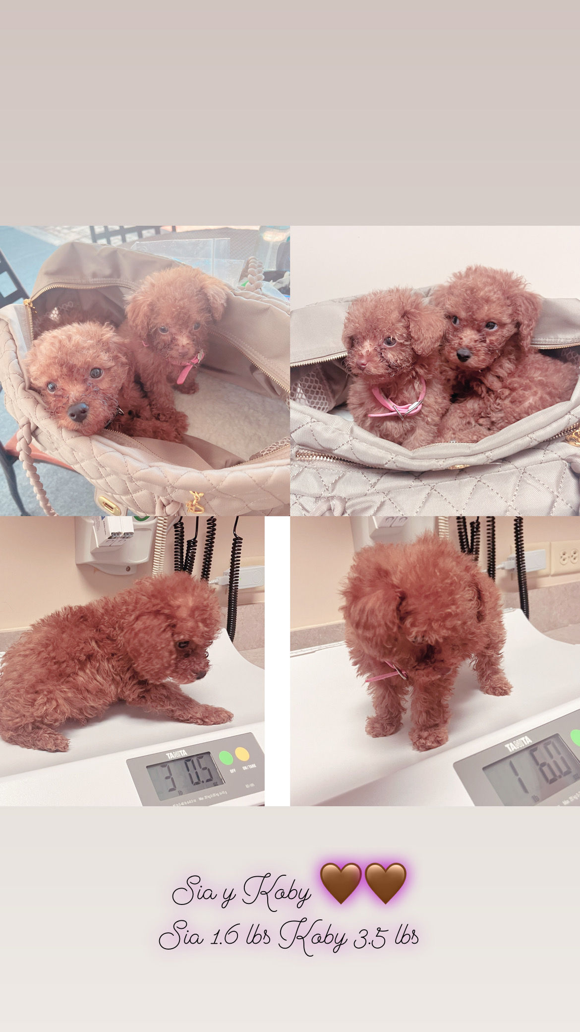 Ruby- toy poodle (1294)