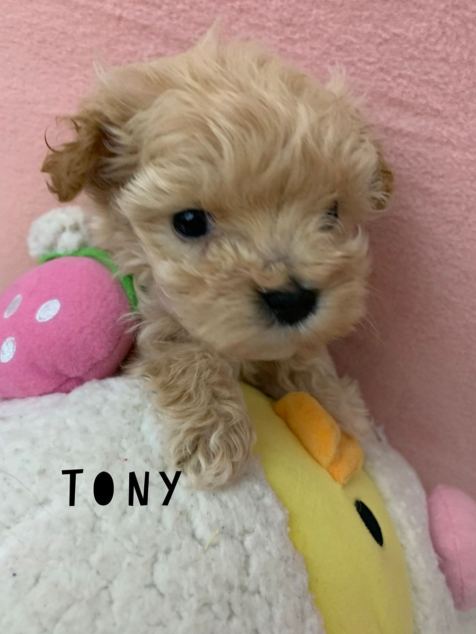 Thumbnail: Tony -Maltipoo (1098)