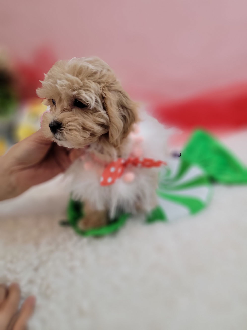 Thumbnail: Flower- Maltipoo (1344)