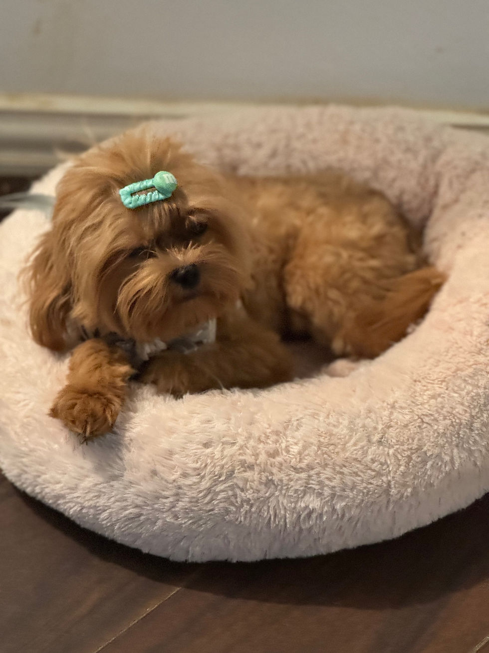 Thumbnail: Chris- Maltipoo(T-1007)