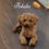 Thumbnail: Biscuit -toy poodle (1272)