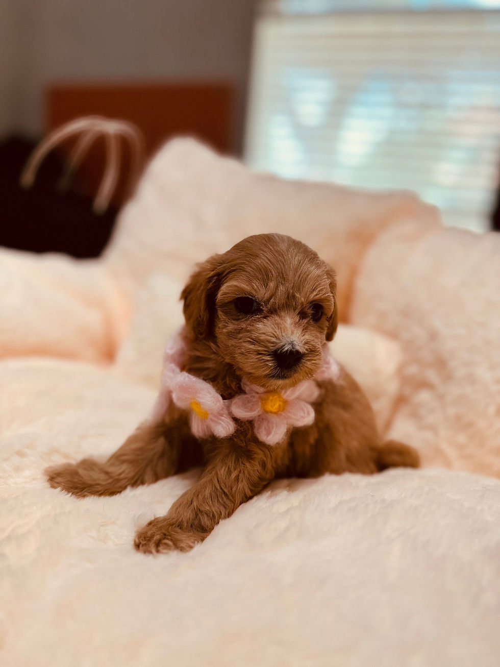Thumbnail: Mango  -Maltipoo (1054)