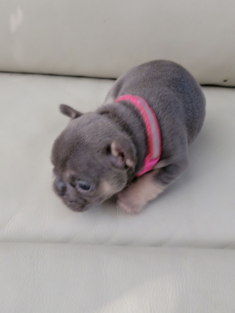 Thumbnail: Jennifer-French Bulldog  (1242)
