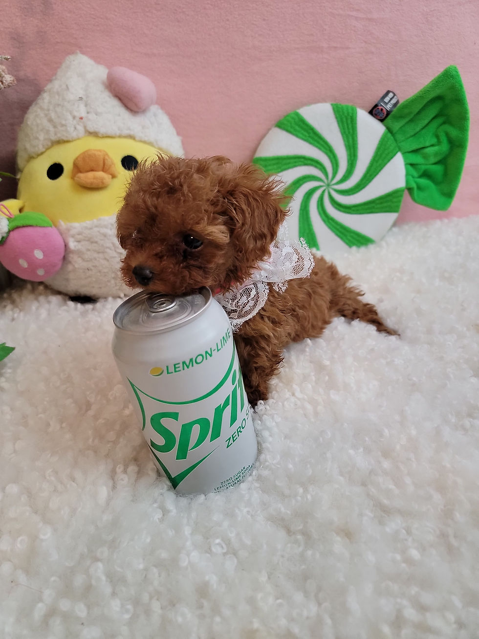 Thumbnail: Jenny -Toy Poodle (1338)