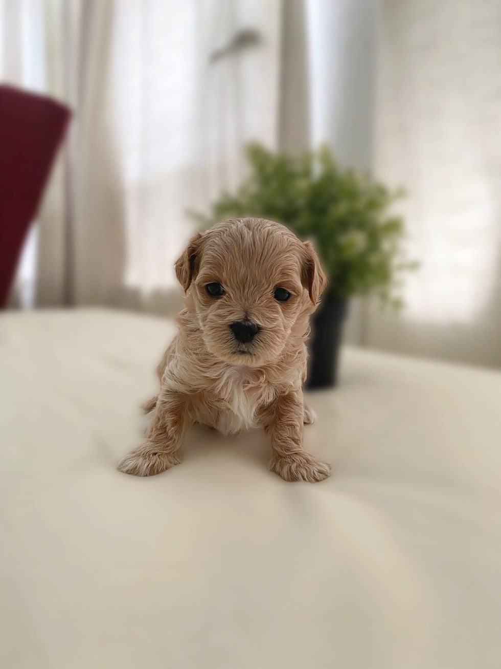 Thumbnail: Lucky-Maltipoo(1393)