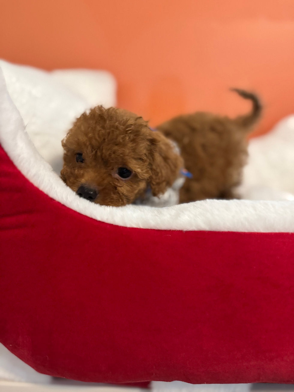 Thumbnail: Victor- Maltipoo (1069)
