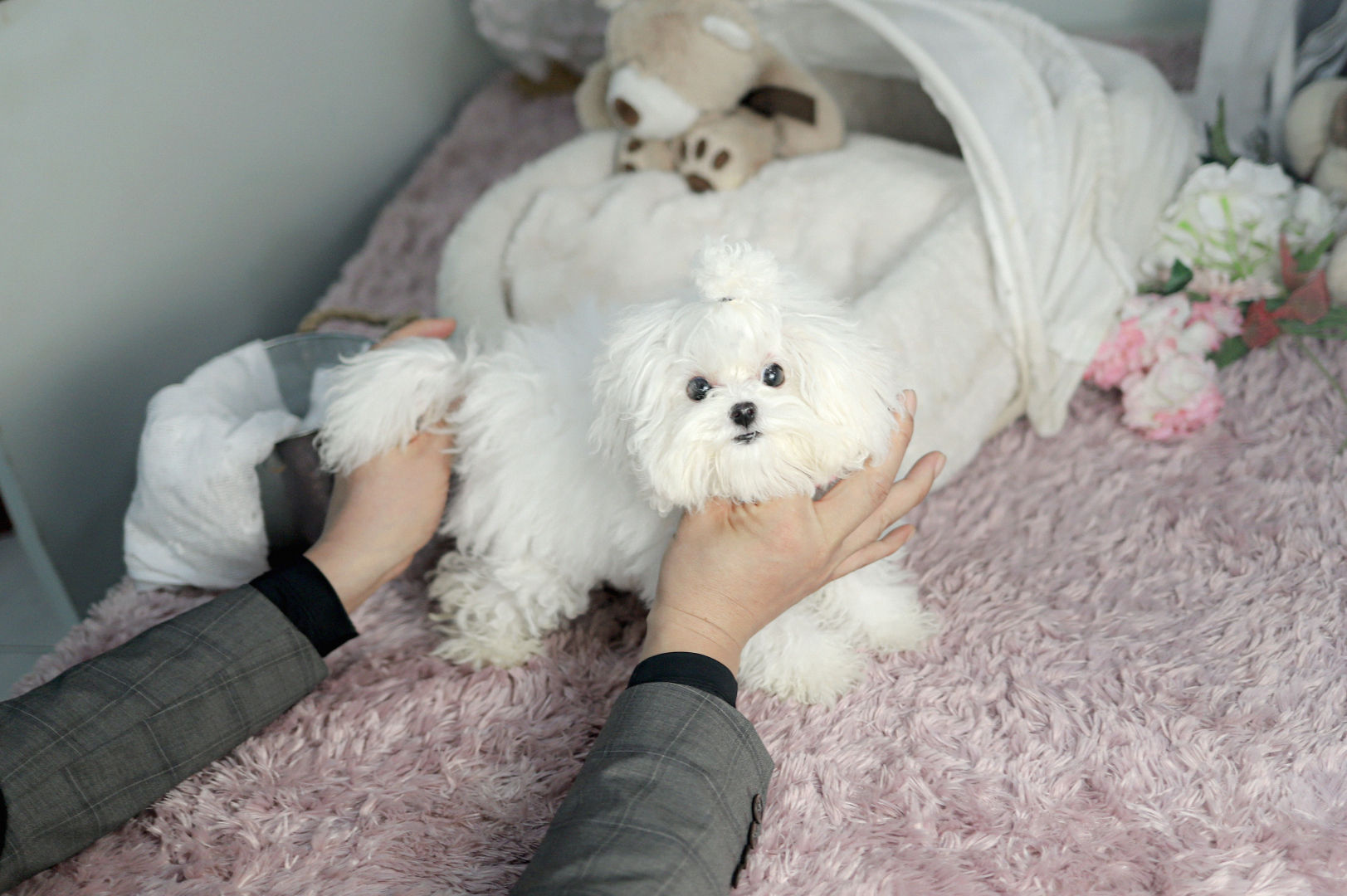 Anne-Bichon Frise (K33-2)