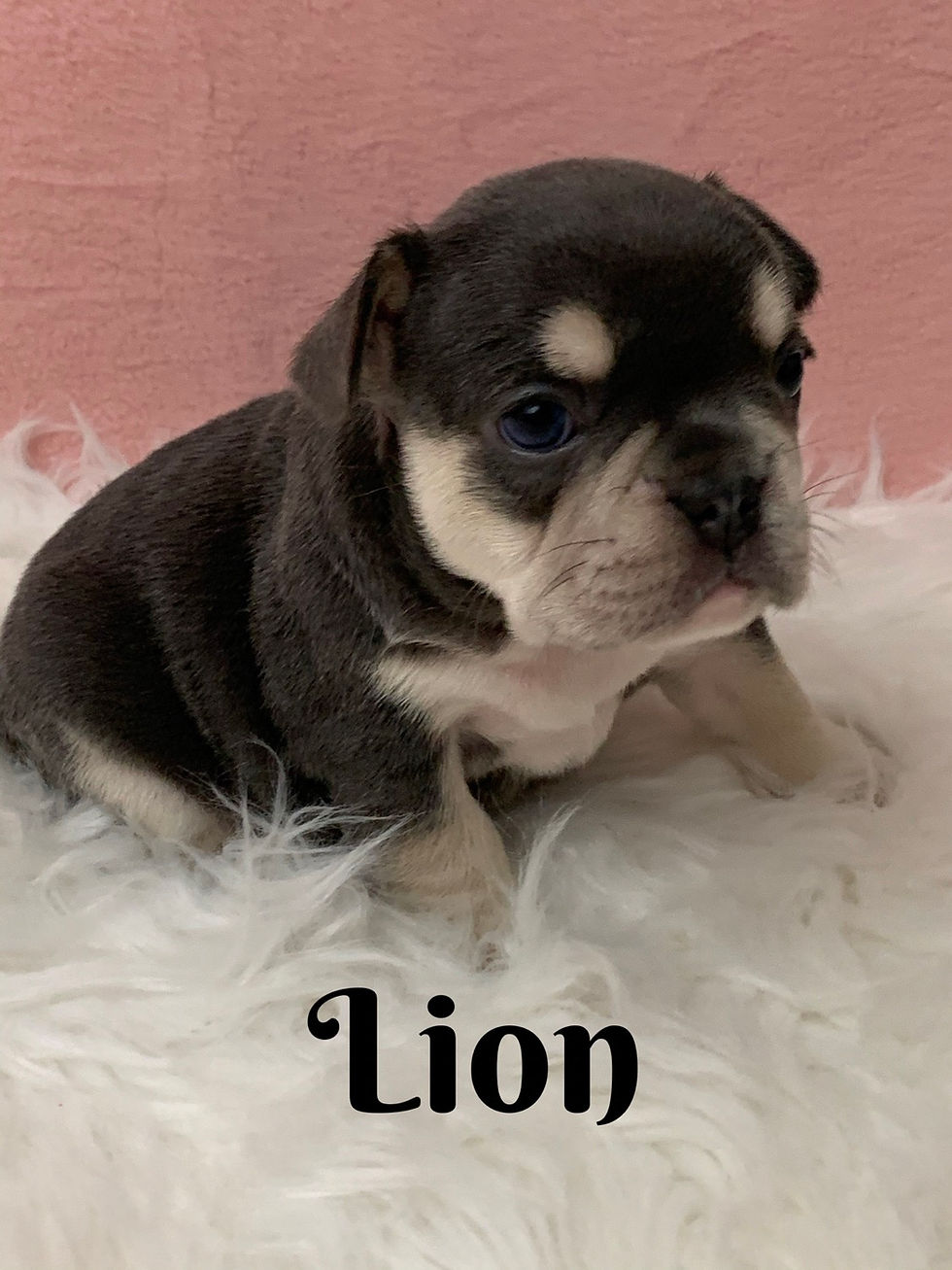 Thumbnail: Lion -French Bulldog (1166)
