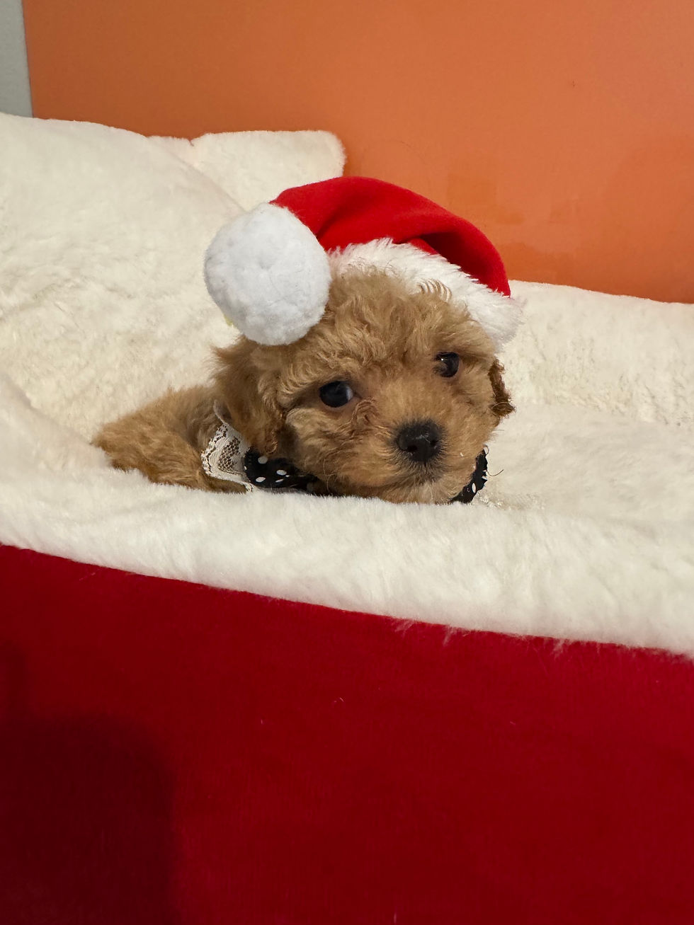 Thumbnail: Almond -  Maltipoo (1065)