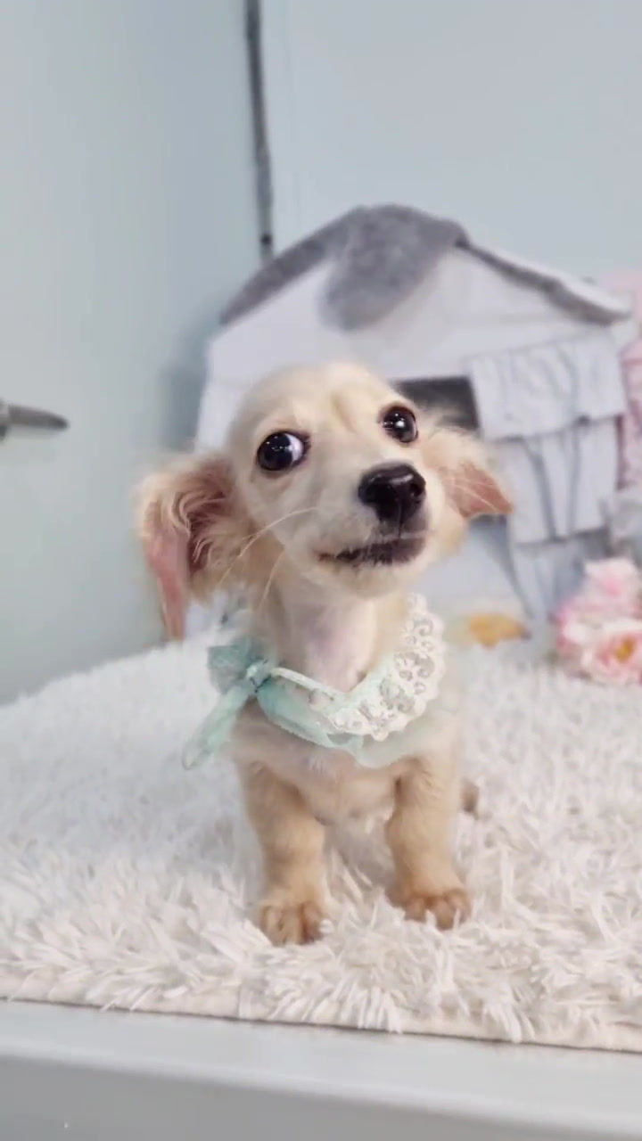 Thumbnail: Cream- long hair  Dachshund (K2-2)