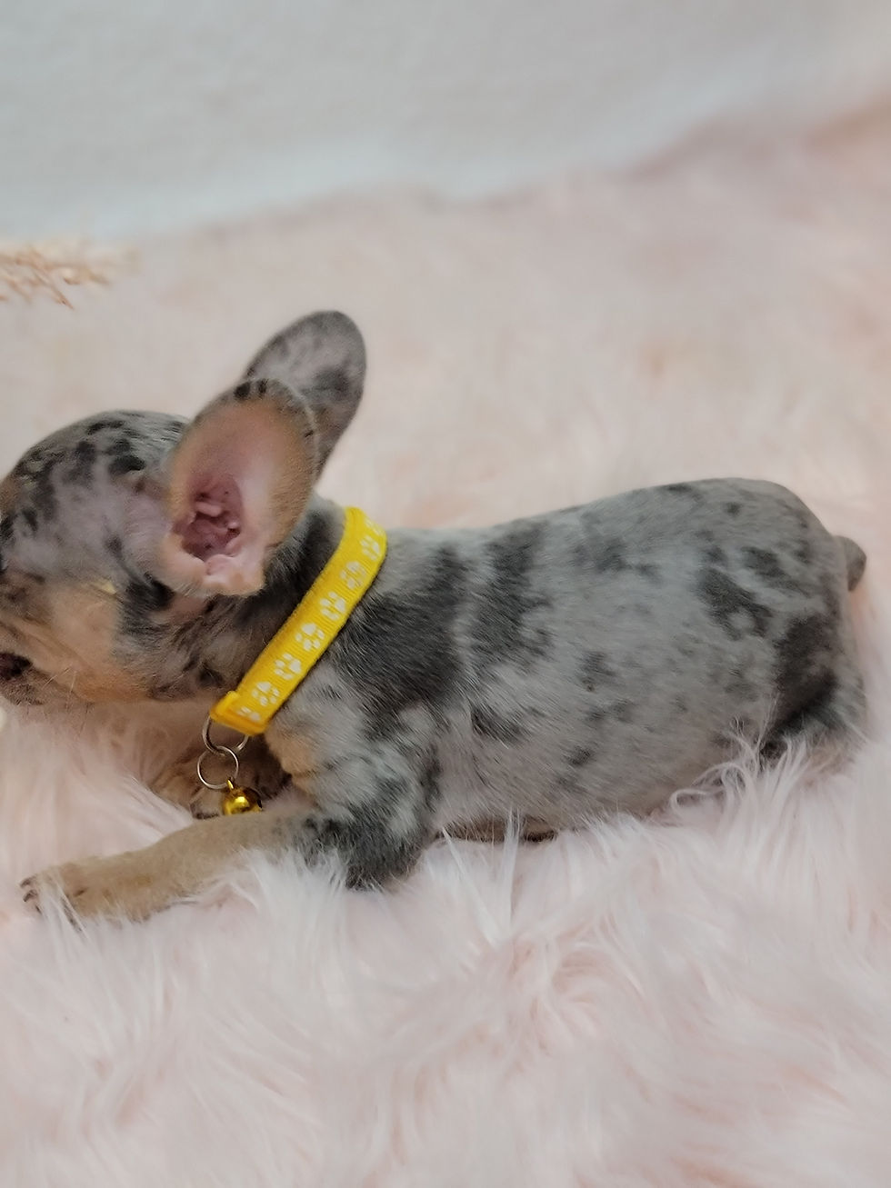 Thumbnail: Olivia  French Bulldog   (1230)