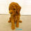 Thumbnail: AKC Sam-Toy Poodle(1135)