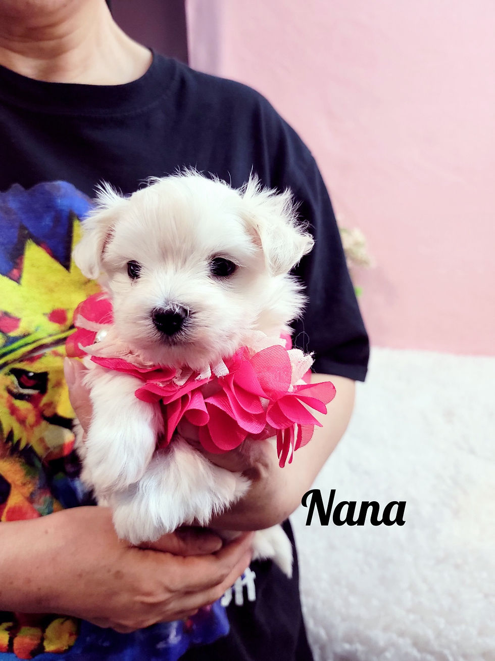 Thumbnail: Nana - Maltese (1304)