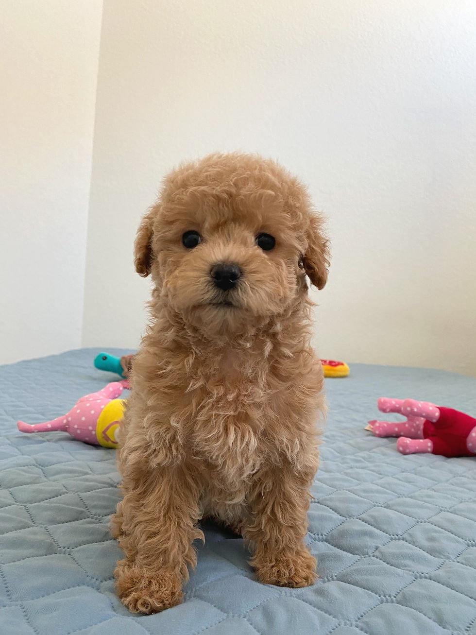 Thumbnail: Terry-Maltipoo(1254)
