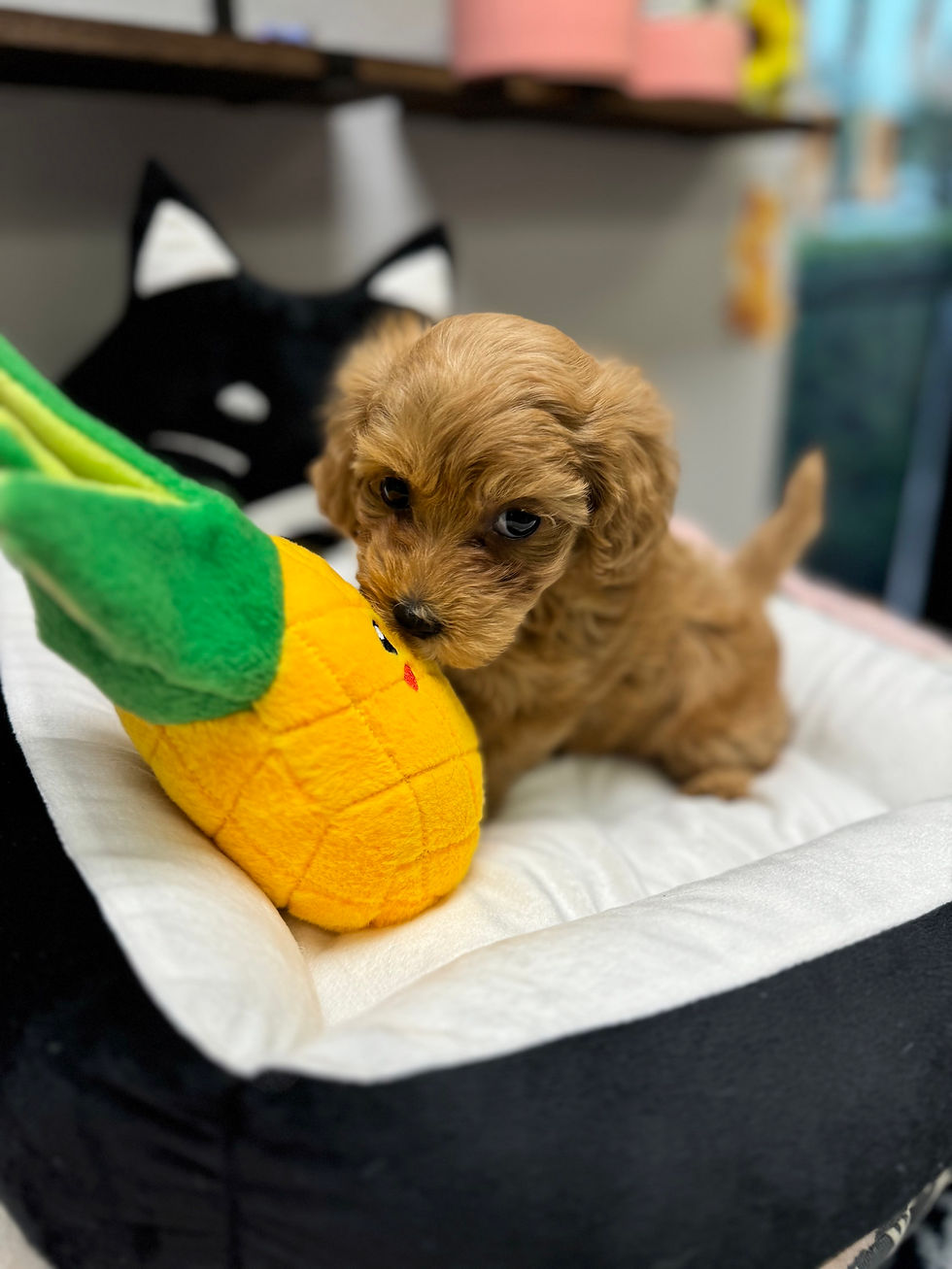 Thumbnail: Ace-Maltipoo (1051)