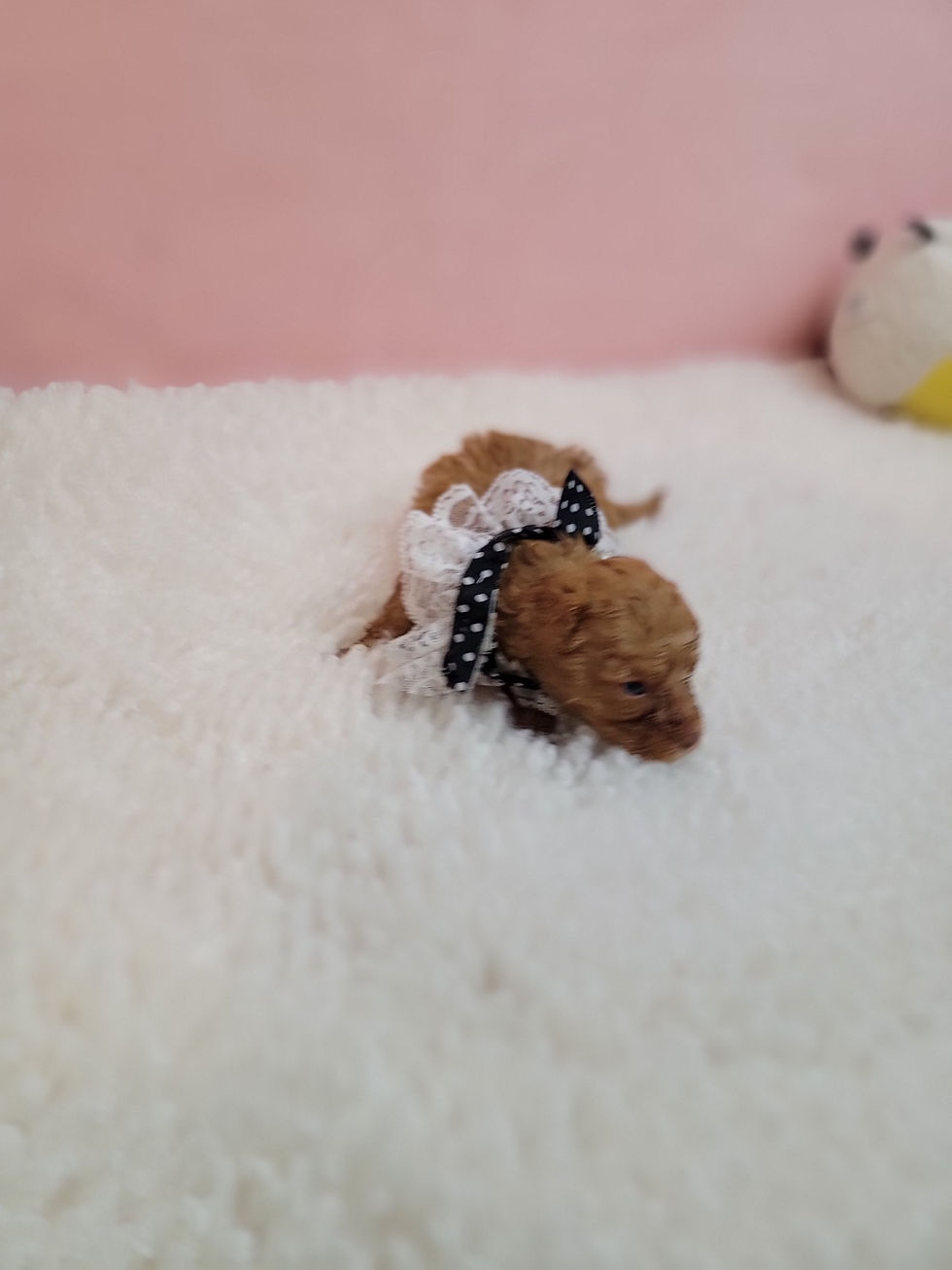 Thumbnail: Champ- toy poodle (1295)