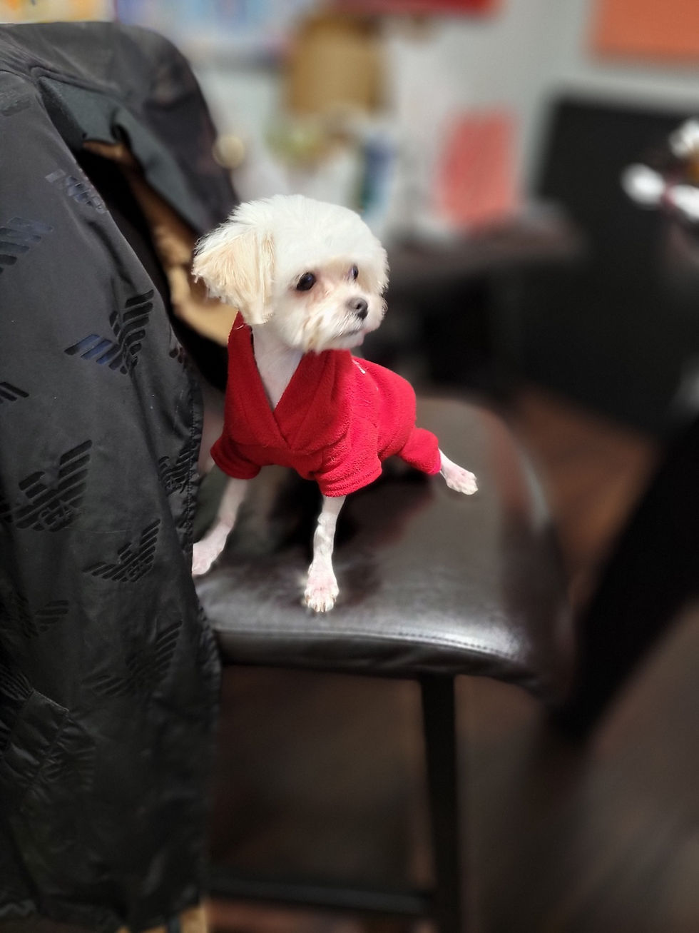 Thumbnail: Happy-Maltipoo (1332)