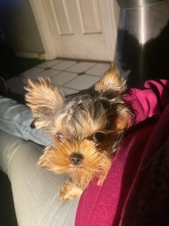 Joy Yorkshire Terrier
