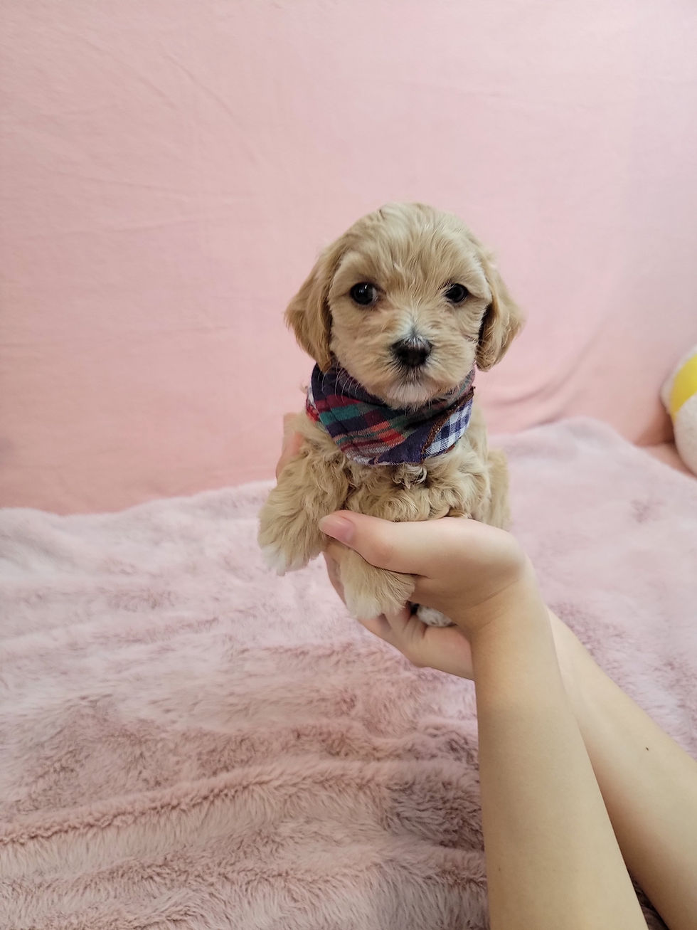 Thumbnail: Cream -Maltipoo (1325)