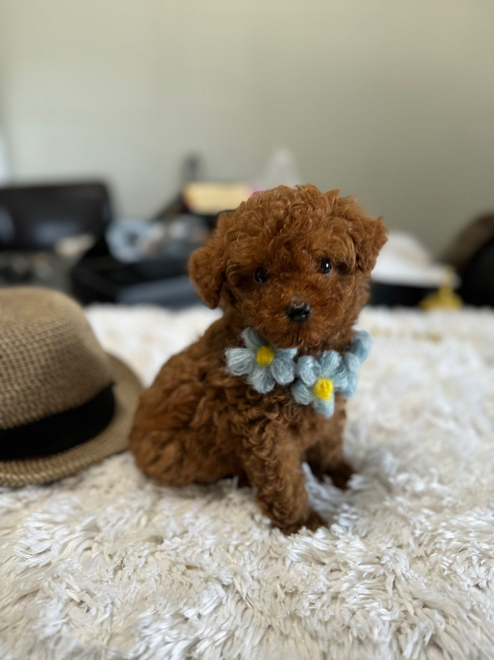 Thumbnail: Alex-toy poodle (1030)
