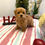Thumbnail: Colin-Maltipoo(1441)