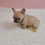 Thumbnail: Milo-French Bulldog (1420)