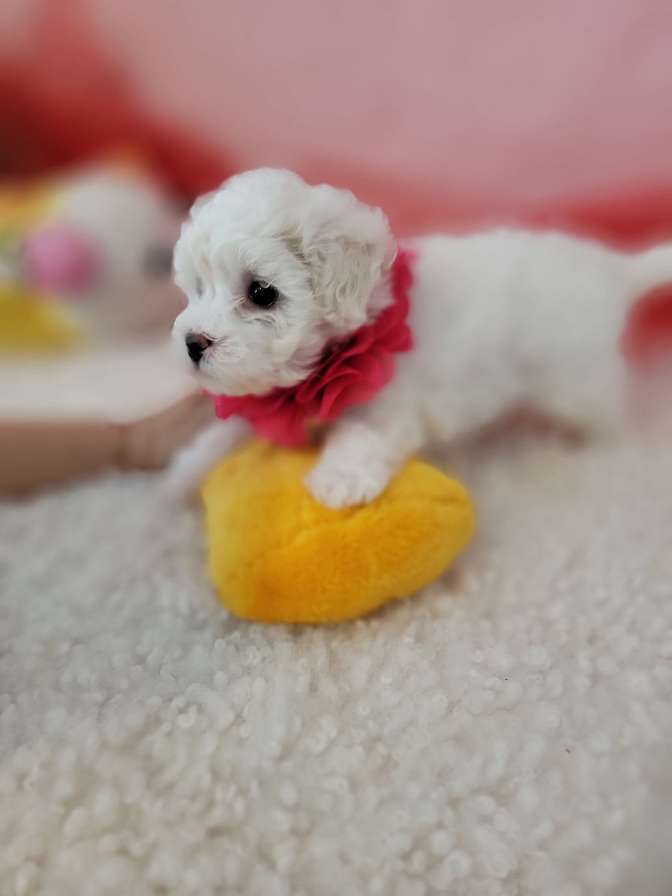 Thumbnail: Bella-Maltipoo F1b (1358)