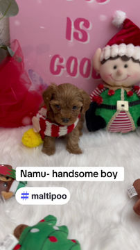 Thumbnail: Namu- Maltipoo (1067)