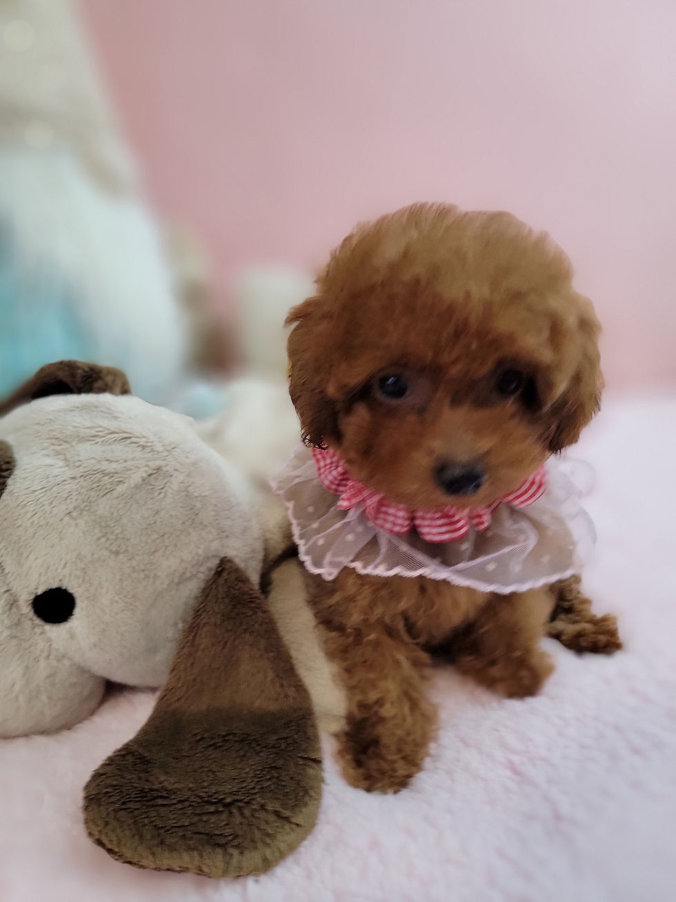 Thumbnail: Love-Toy poodle (1430)