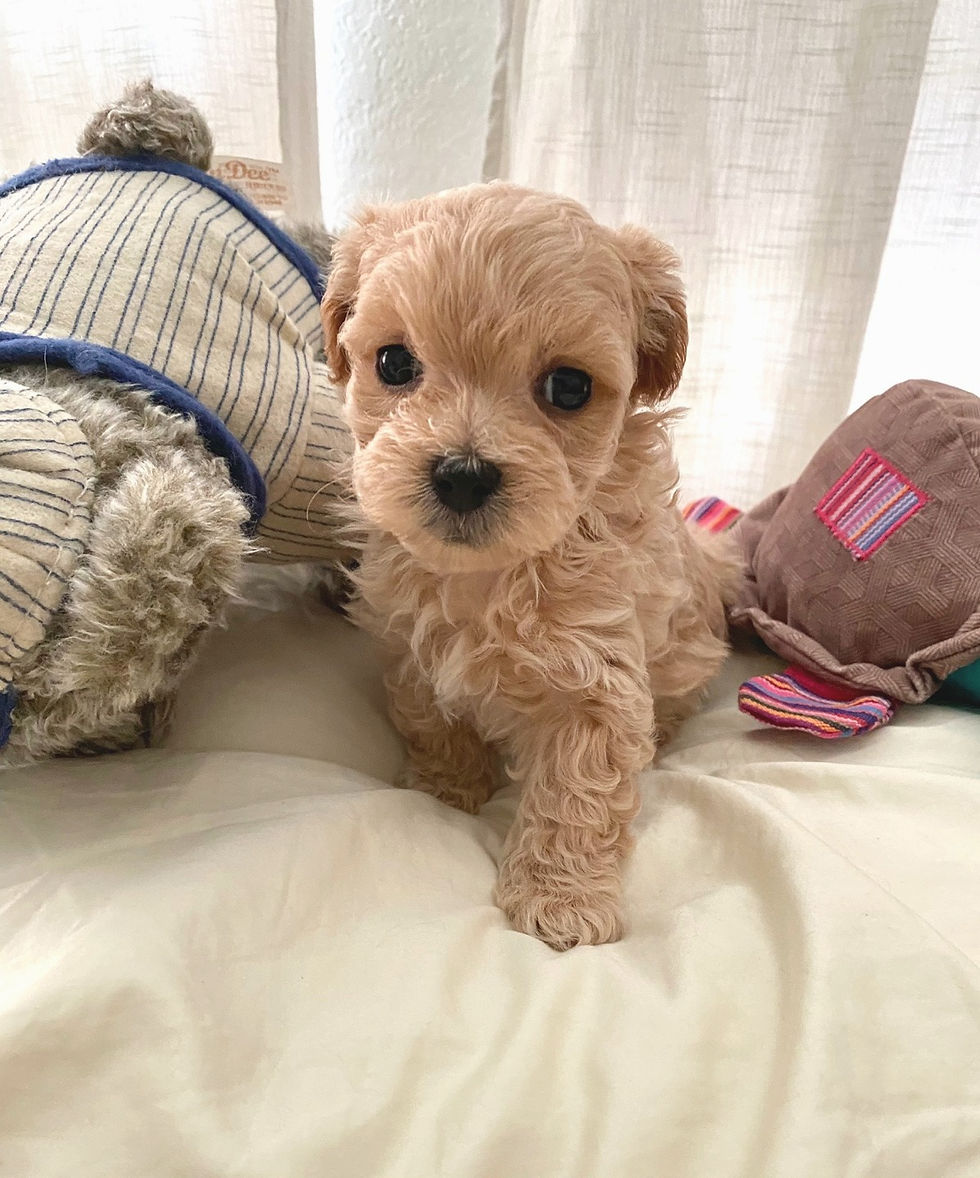 Thumbnail: Frankie-Maltipoo(1395)