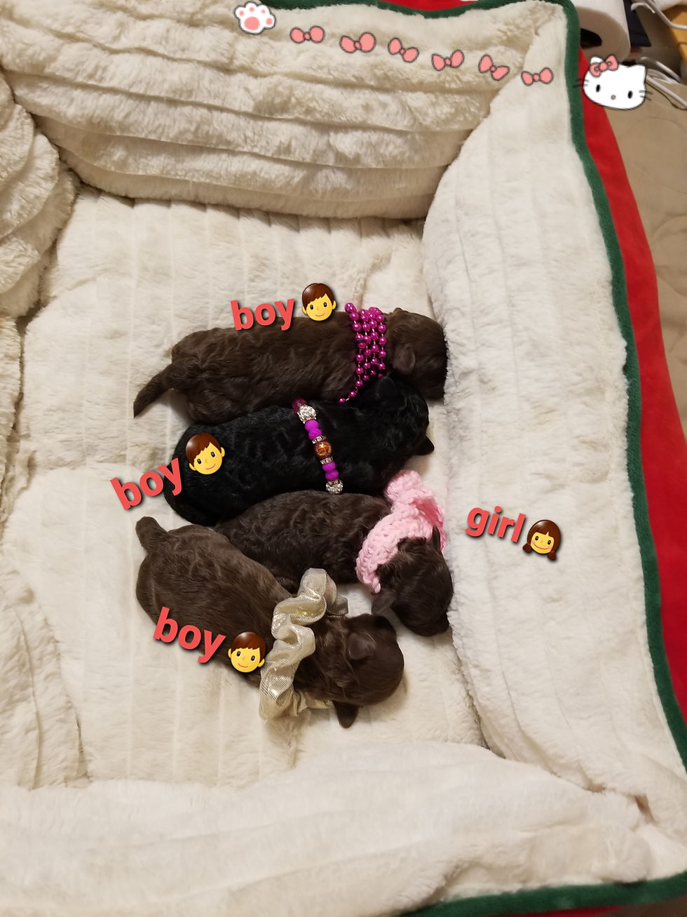 Thumbnail: AKC Cooper-Toy Poodle (1323)