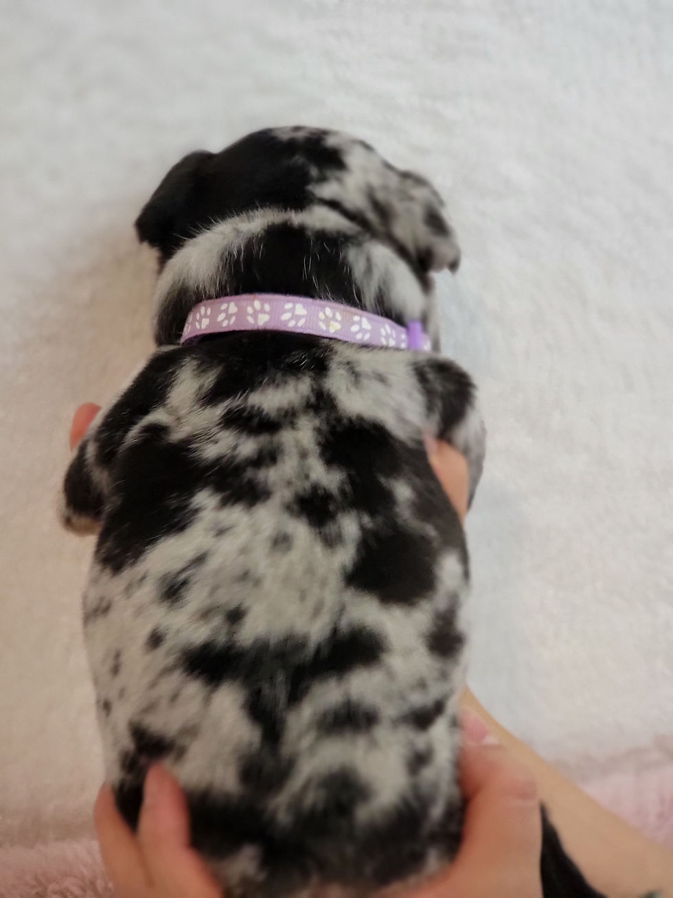 Thumbnail: Emily -French Bulldog (1287)
