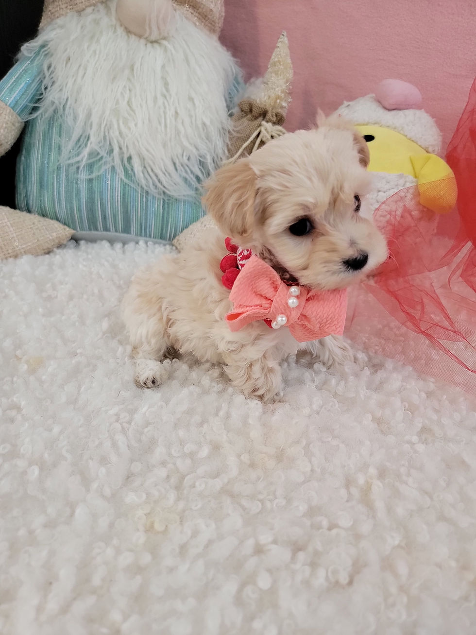 Thumbnail: Ruby -Maltipoo (1366)
