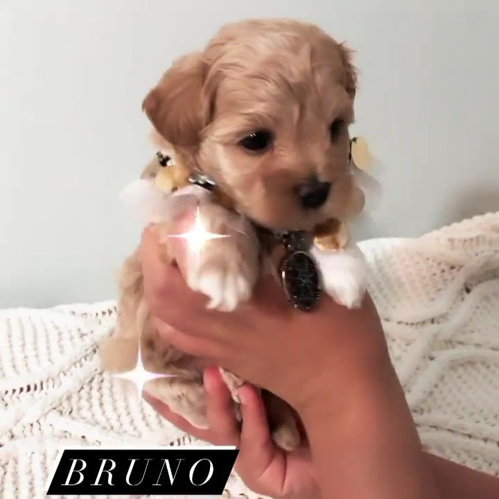 Thumbnail: Bruno-Maltipoo (1188)