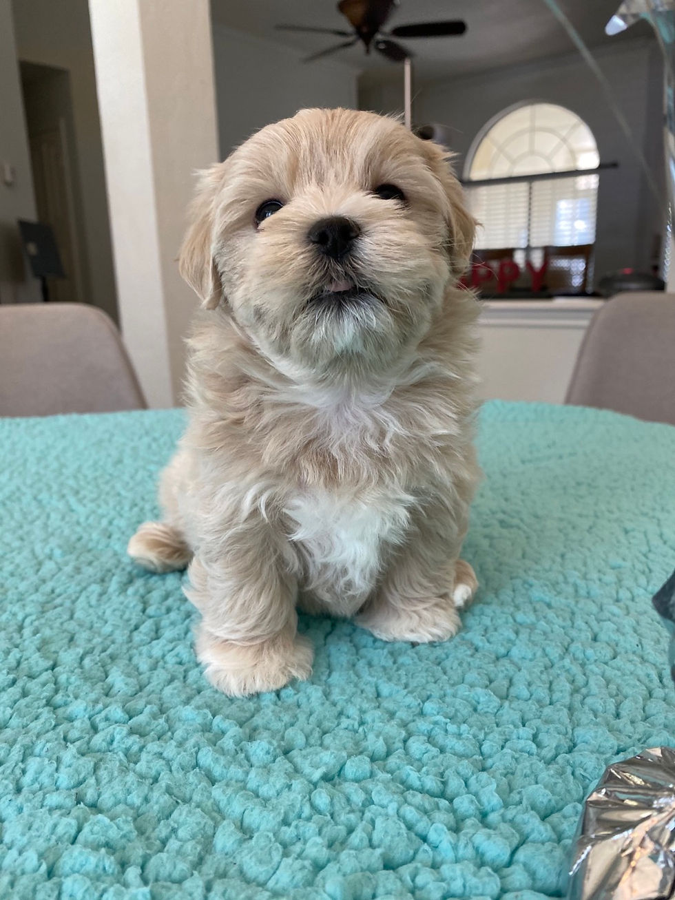 Thumbnail: Buddy-Maltipoo(1024)